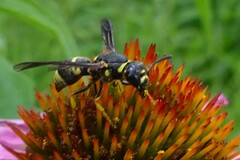 Euodynerus foraminatus