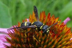 Euodynerus foraminatus