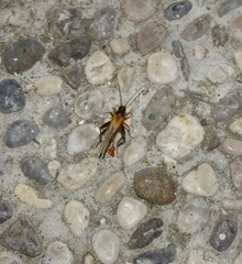 Stenonemobius gracilis