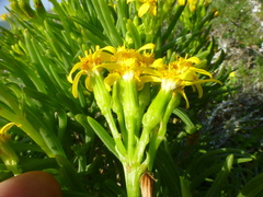 Senecio sarcoides