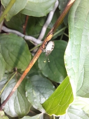 Pentatomidae