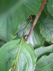 Pentatomidae
