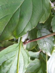 Pentatomidae