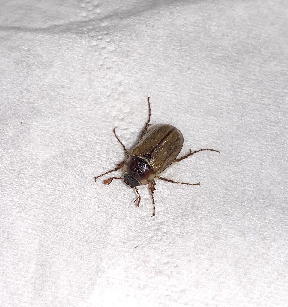 Monotropus fausti