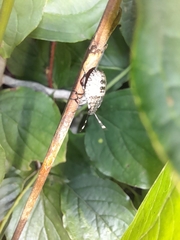 Pentatomidae