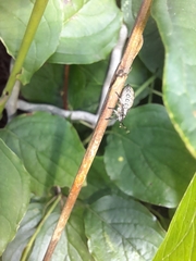 Pentatomidae