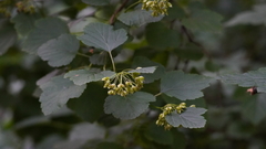 Physocarpus opulifolius