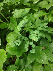 Euphorbia squamosa