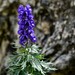 Aconitum tauricum - Photo (c) fabriv, some rights reserved (CC BY-NC)
