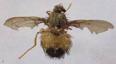 Ptilomyia