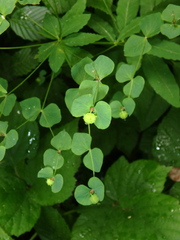Euphorbia squamosa