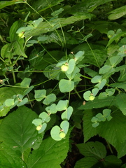 Euphorbia squamosa