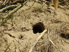 Chelidoptera tenebrosa