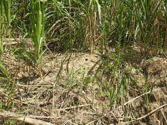 Chelidoptera tenebrosa