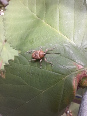 Curculio glandium