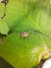 Curculio glandium