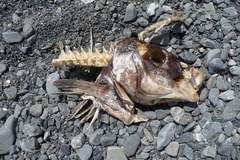 Latridopsis ciliaris