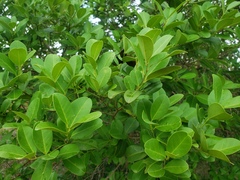 Ilex urbaniana