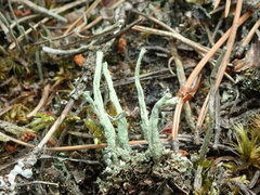 Cladonia deformis