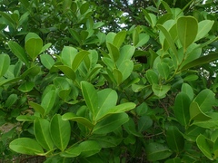 Ilex urbaniana