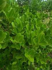 Ilex urbaniana