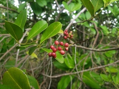 Ilex urbaniana