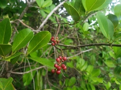 Ilex urbaniana