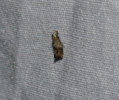 Epermenioidea