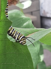 Danaus plexippus