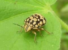 Orsilochides scurrilis
