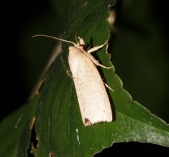 Camptozada mirabilis