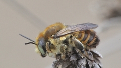 Megachile maritima