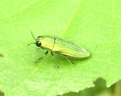 Agaeocera scintillans