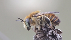 Megachile maritima