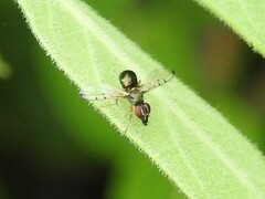 Rivellia maculipennis