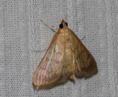 Crypsiptya coclesalis