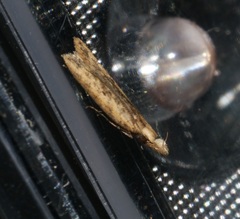 Dichomeris ochthophora