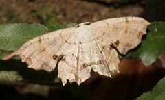 Dysaethria flavistriga