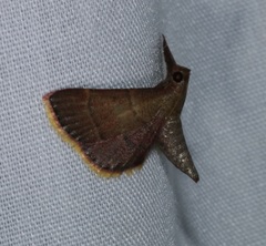 Endotricha theonalis