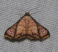 Enispa elataria
