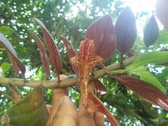 Columnea schiedeana