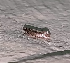 Reisserita relicinella