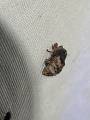 Cryptorhynchus fuscatus