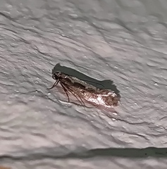 Reisserita relicinella