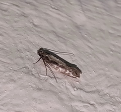 Reisserita relicinella