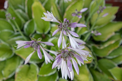 Hosta undulata