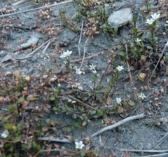 Samolus repens repens