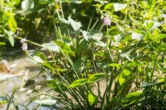 Pontederia sagittata