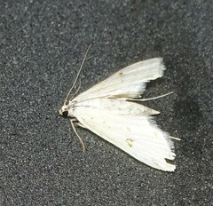 Leptosteges vestaliella