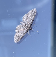Eupithecia graefii
